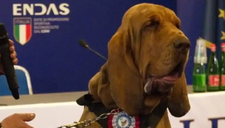 Arama Köpeği Suikasta Kurban Gitti: Çivili Sosisle Öldürüldü