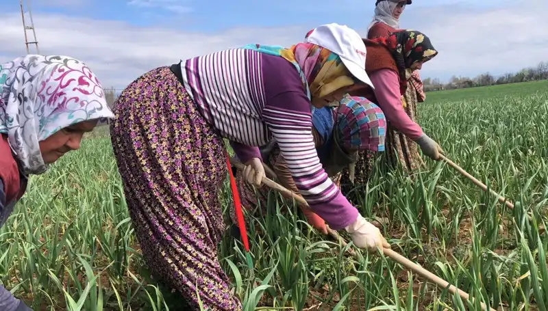 Beyaz Altın Nedir? Dünya Çapasında Yükselişi ve Eşsiz Faydaları