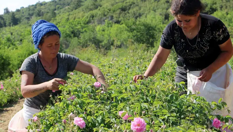 Zirai Donun Etkileri: 2023 Yılı Ürün Verimliliğinde Şok Kaybı!