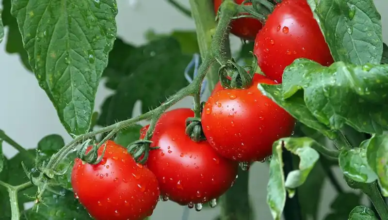 Domateslerin Evrimsel Geçmişi: İnsanlık İçin Ne İfade Ediyor?