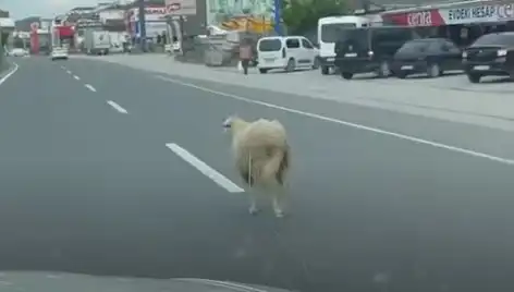 Yalova'da Kaçan Kurbanlıklar Trafiği Alt Üst Etti: Harekete Geçen Yetkililer Olaya Tedarik Sağladı