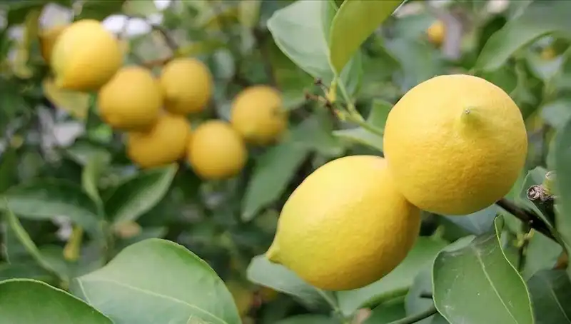 Taze Limon Fiyatları Alevlendi: Perakende Satışta 24 Lira Sınırı Aşıldı