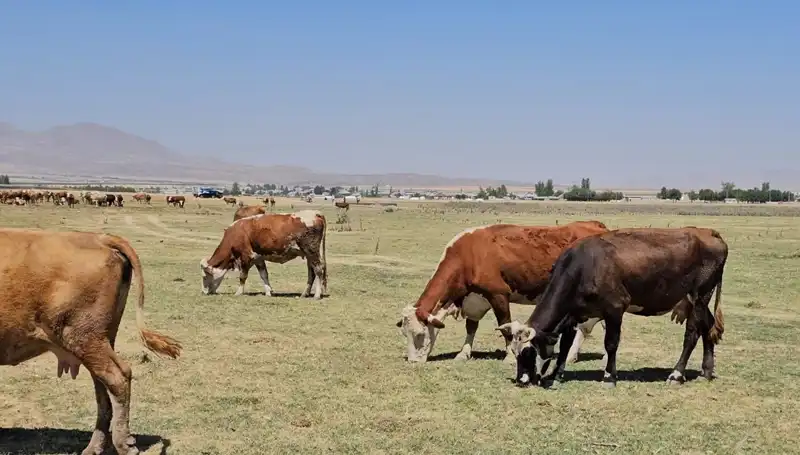 Arin Gölü'nün Kuruması: Su Krizi Kapsamında Ne Olacak?