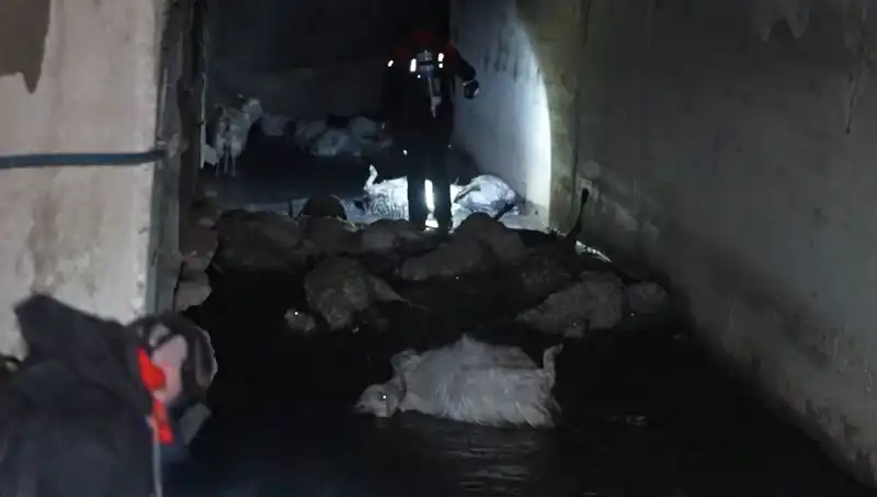 Keskin Koku Alarm Verdi: Doğa, Hayvanları Neden Kaybetti?
