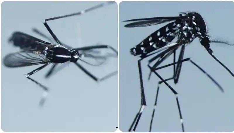 Chikungunya Virüsü: Belirtileri ve Tüm Dünyadaki Görülme Sıklığı