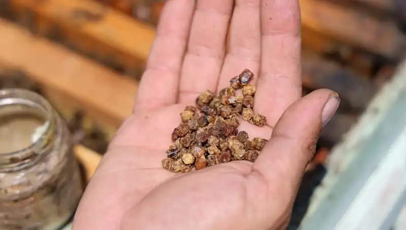 Eskiden Çöpe Gidiyordu, Şimdi Düşük Fiyatıyla Eşleşen Protein Kaynağı