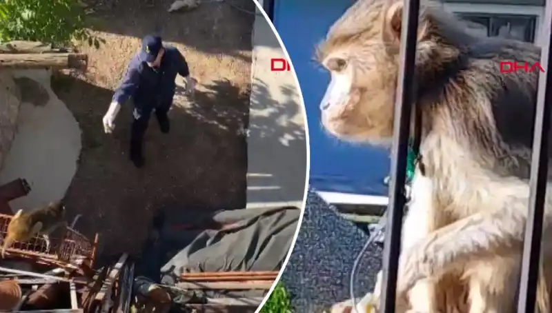 Muğla'da Şaşırtan Olay: Mahalle Sakinleri Maymunun Peşine Düştü!