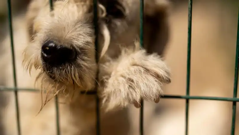 İş Stresi, Küçük Dostlarımızı da Etkiliyor: Köpeklerin Psikolojik Durumu