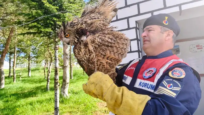 Dikenli Tellere Takılan Puhu, Hayatta Kalma Mücadelesi Veriyor