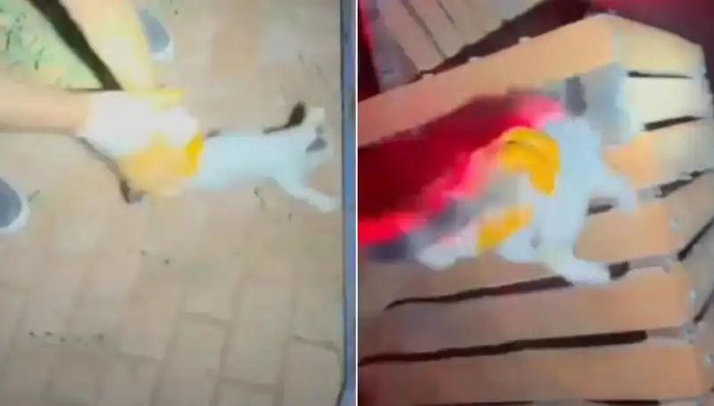 Gece Yarısı İtfaiye Ekibi Tüyleri Diken Diken Eden Kedi Kurtarma Operasyonunu Gerçekleştirdi
