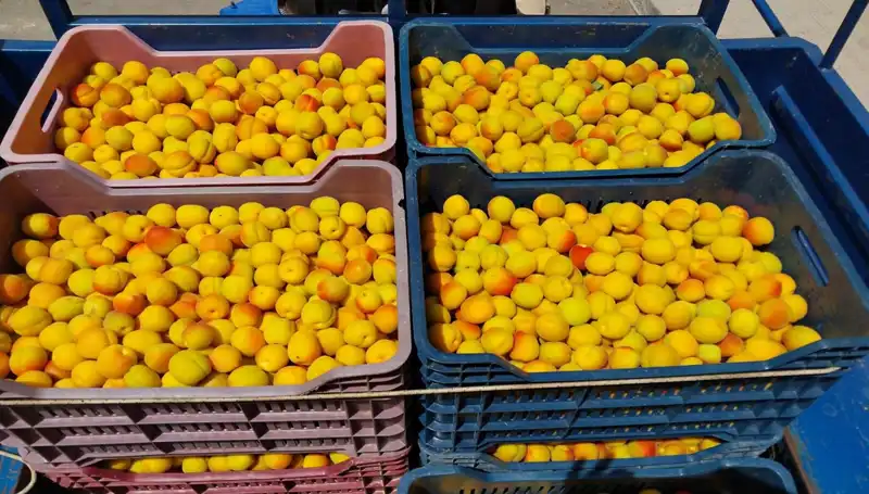 Türkiye'de Tarımda Yeni Dönem: İlk Hasat 500 TL'den Satışa Sunuldu