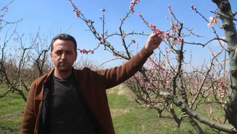 Don Olayı, Çiçek Açan Ağaçları Mahvetti: Tarımda Kriz Sinyalleri