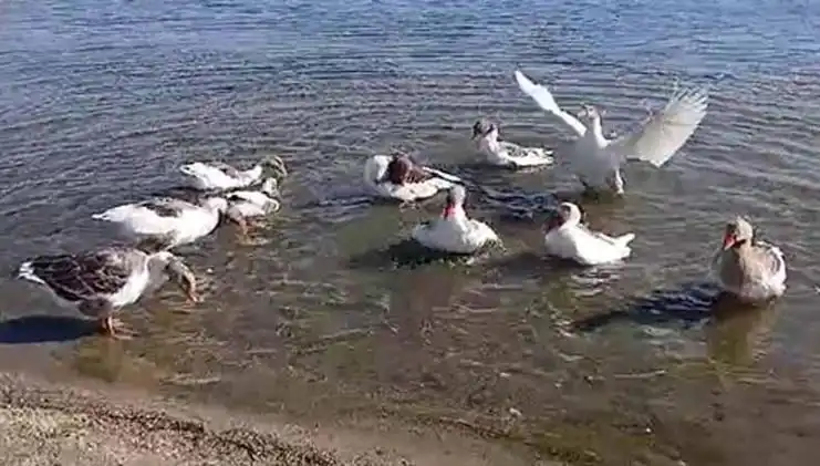 Denizde Yüzme Keyfi Sona Erdi: Kazlar Kümese Kapandı!