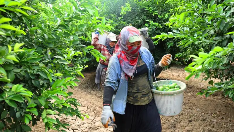 Marketlerde Patates Fiyatları Yükseliyor: Hasat Zamanı Düşüş Getirecek mi?