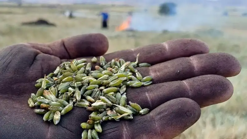 Bu Sonbahar Firik Sezonu Gabak Kadar Lezzetli