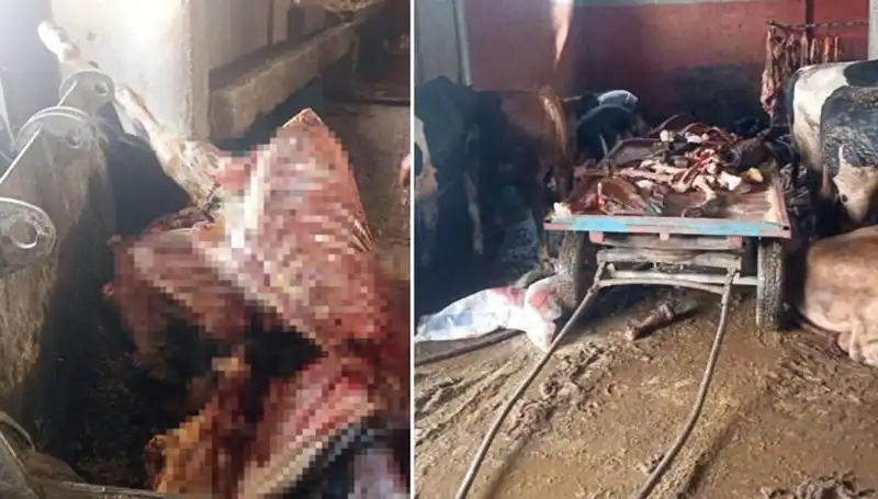 Adana'da Şok Olay: 2,5 Ton At Eti Ele Geçirildi!