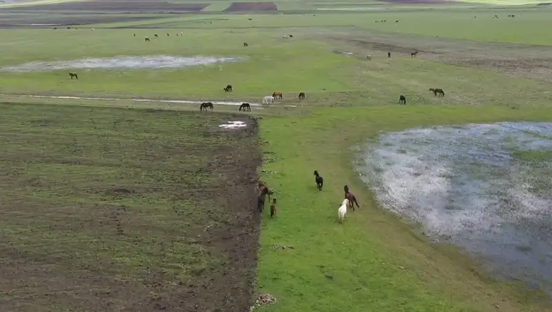 Kars’ın Doğasında Yılkı Atları: Doğanın Sakin Görünümündeki Zarafet