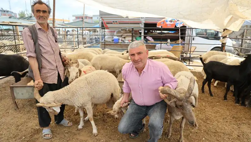 Kurban Pazarında İlgi Odağı: 4 Boynuzlu Koçlar Neden Tercih Ediliyor?
