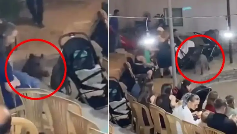 Düğün Sahnesinde Şaşkınlık Yaratan Yaban Domuzu Olayı