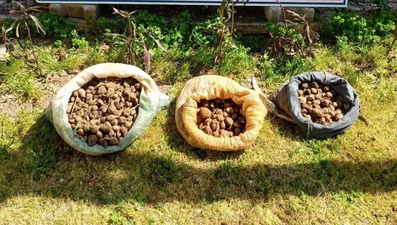 Salep Avcıları: Ormanlardan 10 Kilo Salep Toplarken Yakalandılar