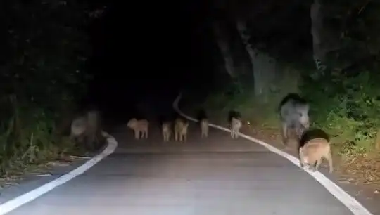 Elazığ’da Domuz Sürüsü Yolda: Trafik Kazalarına Davetiye Çıkarıyor!