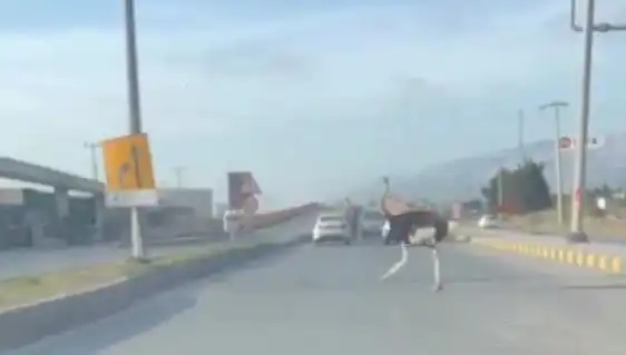 Trafikte Deve Kuşu Görülmesi: Sürücüler ve Yaya Geçidi Şaşkınlığı!