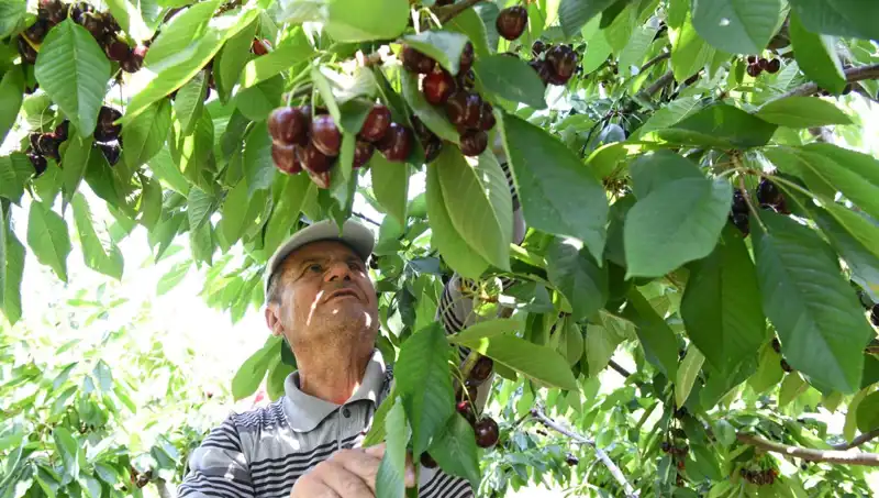 Lapseki'nin Dev Meyvesi: Çay Bardağına Sığmayan Sıra Dışı Duruşu