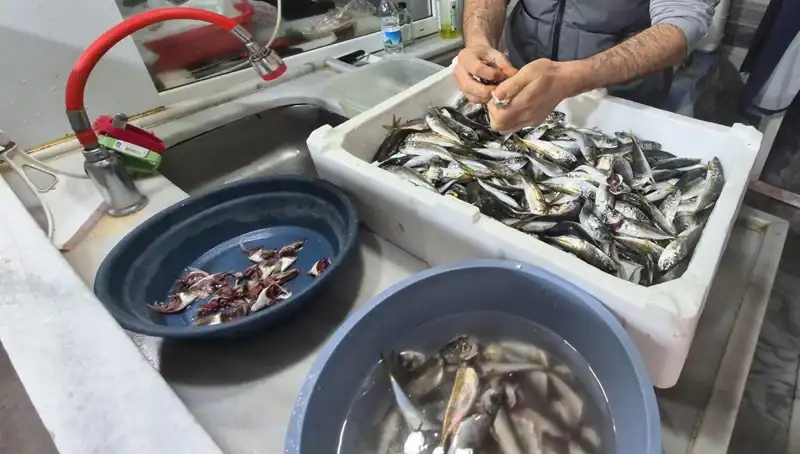 Marmara Denizi'ndeki Müsilaj Sorunu Balıkçılığı Tehdit Ediyor!
