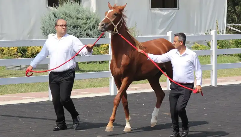 Taşkın Kral Rekorlarıyla Gündemde: Türkiye'de İlk Kez Gösteriliyor