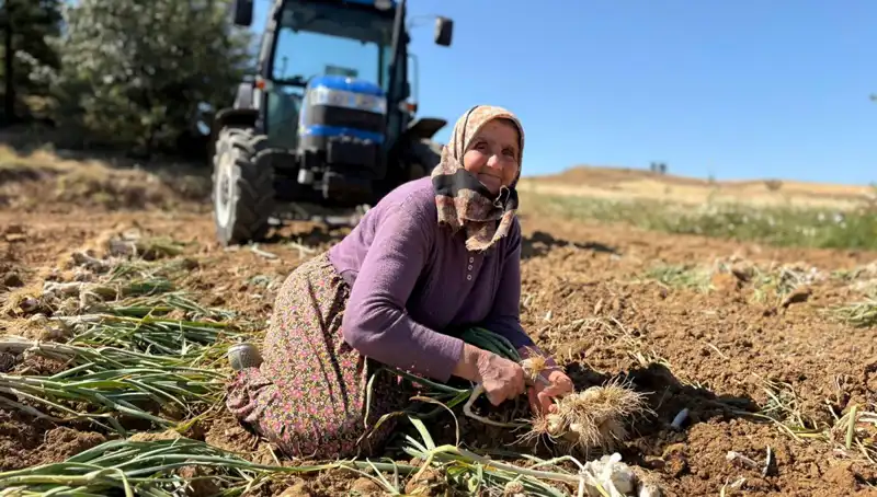 Türkiye'de Selenyum Mucizesi: Tarladan Bin 200 Liraya Elde Edilen Besin Kaynağı